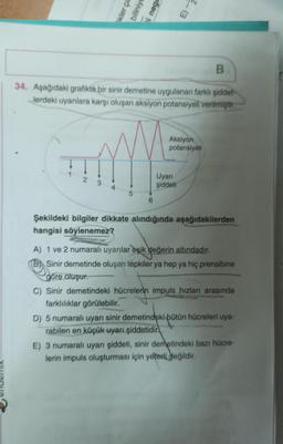 kler ça
biliniyo
i nega
B
34. Aşağıdaki grafikte bir sinir demetine uygulanan farklı şiddet
Jerdeki uyarılara karşı oluşan aksiyon potansiyeli verilmiştir.
MA
23
5
6
Aksiyon
potansiyeli
Uyarı
şiddeti
Şekildeki bilgiler dikkate alındığında aşağıdakilerden
hangisi söylenemez?
A) 1 ve 2 numaralı uyarılar eşik değerin altındadır.
(B) Sinir demetinde oluşan tepkiler ya hep ya hiç prensibine
gore oluşur.
C) Sinir demetindeki hücrelerin impuls hızları arasında
farklılıklar görülebilir.
D) 5 numaralı uyarı sinir demetindeki bütün hücreleri uya-
rabilen en küçük uyarı şiddetidir
E) 3 numaralı uyarı şiddeti, sinir demetindeki bazı hücre-
lerin impuls oluşturması için yeterli değildir.