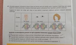 6. Dünyada yaşayan milyarlarca insanın birbiri ile benzer pek çok özelliği vardır. İnsanların hiçbiri asla tam olarak
başka bir insana benzemez. İnsanları birbirinden ayıran ve benzersiz kılan taşıdıkları genlerin düzenidir.
Aşağıda bir kişinin ten rengi, göz rengi ve saç şeklinin oluşmasını sağlayan genlerin nükleotit dizilimleri
verilmiştir.
Özellik
Gen
Ten rengi
TGC
Göz rengi
AGC CGAT
Saç şekli
TAGC AAGC
AD ADX AMX
TACG
TTCG
ATCG
Verilenler incelendiğinde genlerle ile ilgili aşağıdaki ifadelerden hangisi söylenebilir?
A) insanda farklı özelliklerin ortaya çıkması nükleotitlerin farklı olmasından kaynaklanır.
B) İnsanda farklı özelliklerin ortaya çıkmasını sağlayan genlerde ortak nükleotit dizilimi olabilir.X
C) İnsanda genleri oluşturan nükleotit sayıları aynı olmak zorundadır. X
D) İnsanda bulunan bir nükleotit farklı genler üzerinde farklı nükleotitler ile eşlenebilir. X