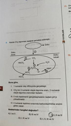 4
uod
Il sunie (O
Doku
SIVISI
ond av ueused Nutos abrisent id lige
ob lotige lila
9. Kanda CO₂ taşınması aşağıda şematize edilmiştir..!!
uludalo glaho helled banalulob
EY (8
sinlay (A
I ov 1 (3
(3
HCO
ulob leb
CO₂
Doku
lov@
D) I, III ve IV
HbCO,
H₂O
op obn