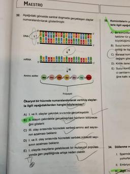 MAESTRO
32. Aşağıdaki görselde santral dogmada gerçekleşen olaylar
numaralandırılarak gösterilmiştir.
DNA
mRNA
5'
5¹
Amino asitler
ACGGACTCATGG
CTG
ATGCCTGAGTACCAGACCTGA
AUGCCUGAGUACCAGACCUGA
Met Pro Glu Tyr ✔ Gin ThrV Stop
Polipeptit
5'
3¹
3¹
Ökaryot bir hücrede numaralandırılarak verilmiş olaylar-
la ilgili aşağıdakilerden hangisi söylenemez?
A) I. ve II. olaylar çekirdek sıvısında gerçekleşebilir.
B) II. olayın çekirdekte gerçekleşmesi hücrenin bölünece-
ğini gösterir.
C) III. olay sırasında hücredeki serbest amino asit sayısı-
nın azalması beklenir.
D) I. ve II. olay sırasında hücredeki serbest nükleotit sayı-
sının azalması beklenir.
E) I. olayda meydana gelebilecek bir mutasyon popülas-
yonda gen çeşitliliğinde artışa neden olabilir.
TZ
33. Komünitelerin ya
lerle ilgili aşağıd
A) Bir komüniter
faktörler tür ç
büyüklüğünü
B) Sucul komür
kirliliği ile iliş
C) Karasal kom
değişim gös
D) Kirlilik derec
E) Sucul komu
ci canlıların
ğine katkı s
34. Döllenme ve
1. Spermde
yumurta
II. Embriyo
III. Zigot mi