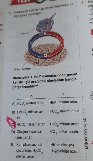 asi
en
1. İnsanlarda solunum gazlarının taşınması ile
ilgili şema verilmiştir.
Alveol
Doku hücreleri
CO, Y
X
Buna göre X ve Y damarlarından geçen
kan ile ilgili aşağıdaki olaylardan hangisi
gerçekleşebilir?
X
A) HbO₂ miktarı artar.
B) HbCO, miktarı ar-
tar
