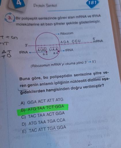 T
AT
3. Bir polipeptit sentezinde görev alan mRNA ve tRNA
moleküllerine ait bazı şifreler şekilde gösterilmiştir.
3'
Protein Sentezi
tRNA +
→ Ribozom
AUG UAA
a.a a.a
AGA CCU
→tRNA
T
181
(Ribozomun mRNA'yı okuma yönü 3' →5)
A) GGA ACT ATT ATG
B) ATG TAA TCT