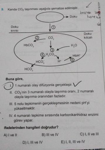 9.
Kanda CO₂ taşınması aşağıda şematize edilmiştir.
Doku
SIVISI
HbCO,
HCO3
2
HCO3
O
(3)
QH,CO
CO₂
H+
D) I, III ve IV
Doku
H₂O
ifadelerinden hangileri doğrudur?
A) I ve II
B) III ve IV
HbH+
5
✓
burde an
hore ka
Buna göre,
1.) 1 numaralı olay difüzyonla gerç