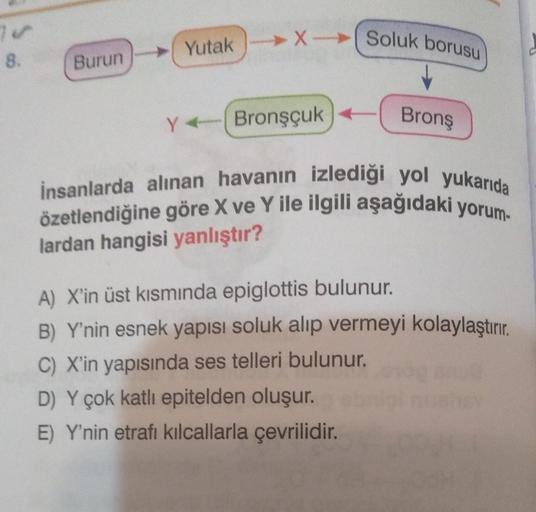 8.
Burun
Yutak-X- Soluk borusu
➤X
Y Bronşçuk)<
Bronş
insanlarda alınan havanın izlediği yol yukarıda
özetlendiğine göre X ve Y ile ilgili aşağıdaki yorum-
lardan hangisi yanlıştır?
A) X'in üst kısmında epiglottis bulunur.
B) Y'nin esnek yapısı soluk alıp v