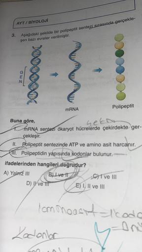 AYT/BİYOLOJİ
3. Aşağıdaki şekilde bir polipeptit sentezi sırasında gerçekle-
şen bazı evreler verilmiştir.
GEN
000000
mRNA
ifadelerinden hangileri doğrudur?
A) Yalnız III
B) Lve t
D) ve tit
Buna göre,
held
1. mRNA sentezi ökaryot hücrelerde çekirdekte ger-