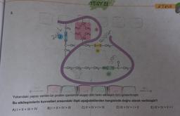 2.
finne
CH
CH₂ H3C CH3 ||
CIOHO=0.
CIOH
TEST 21
CH₂
H3C CH3
CH
apolar
-CH₂-S-S-CH₂-
|||
iyon
O=
-CH₂-CH₂-CH2-CH2-NH3 0-C-CH₂-
IV
Q
le
11
TOD!
SH
100
Yukarıdaki yapısı verilen bir protein içerisinde oluşan dört farklı etkileşim türü gösterilmiştir.
Bu etkileşimlerin kuvvetleri arasındaki ilişki aşağıdakilerden hangisinde doğru olarak verilmiştir?
A) | > | > | > IV B) I>II> IV > III
C) II > IV > I > III
D) III > IV> | > ||
d Testi
E) III > IV > I > I