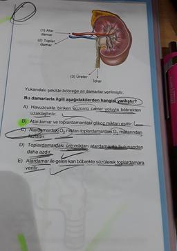 (1) Atar
damar
(2) Toplar
damar
(3) Üreter
İdrar
Yukarıdaki şekilde böbreğe ait damarlar verilmiştir.
Bu damarlarla ilgili aşağıdakilerden hangisi yanlıştır?
A) Havuzcukta biriken süzüntü üreter yoluyla böbrekten
uzaklaştırılır.
B) Atardamar ve toplardamardaki glikoz miktarı eşittir.
Atardamardaki O₂ miktarı toplardamardaki O, miktarından
fazladır.
D) Toplardamardaki üre miktarı atardamarda bulunandan
daha azdır.
E) Atardamar ile gelen kan böbrekte süzülerek toplardamara
verilir.