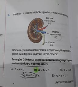 lpu
8.
Aşağıda bir insana ait böbreğin bazı kısımları verilmişt
unormon
Böbrek
atardamarı
(a)
Böbrek
toplardamarı
(b)
D) a=b>c
Üreter
(c)
Gökdeniz, yukarıda gösterilen kısımlardaki glikoz miktarlar
çoktan aza doğru sıralamak istemektedir.
Buna göre Gökdeniz, aşağıdakilerden hangisi gibi yapars
sıralamayı doğru yapmış olur?
A) b>a>c
B) a>b>c
C) a>c>b
E) c>a>b
AYT BİYOLOJİ SB/202