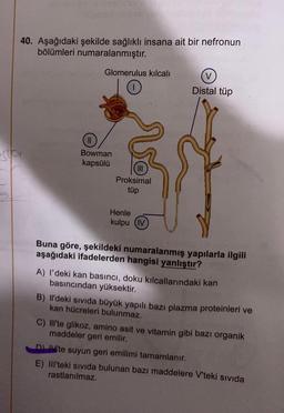 40. Aşağıdaki şekilde sağlıklı insana ait bir nefronun
bölümleri numaralanmıştır.
-Pr
Glomerulus kılcalı
||
Bowman
kapsülü
|||
Proksimal
tüp
Henle
kulpu (IV)
V
Distal tüp
Buna göre, şekildeki numaralanmış yapılarla ilgili
aşağıdaki ifadelerden hangisi yanlıştır?
A) I'deki kan basıncı, doku kılcallarındaki kan
basıncından yüksektir.
B) Il'deki sıvıda büyük yapılı bazı plazma proteinleri ve
kan hücreleri bulunmaz.
C) Ill'te glikoz, amino asit ve vitamin gibi bazı organik
maddeler geri emilir.
D) IV'te suyun geri emilimi tamamlanır.
E) IIl'teki sıvıda bulunan bazı maddelere V'teki sivida
rastlanılmaz.