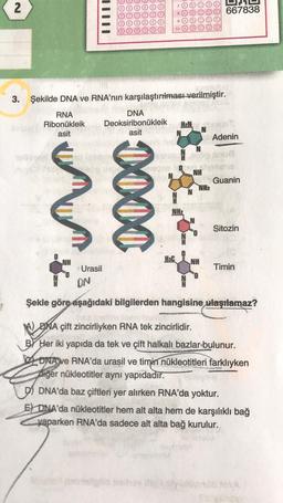 2
3.
Urasil
Şekilde DNA ve RNA'nın karşılaştırılması verilmiştir.
RNA
Ribonükleik
asit
0000
7
8
10
DNA
Deoksiribonukleik H₂NboldsT.
asit
F
H&C
NH
667838
NH₂
NH
Adenin
Guanin
Sitozin
Timin
ON
Şekle göre aşağıdaki bilgilerden hangisine ulaşılamaz?
DNA çift zincirliyken RNA tek zincirlidir.
BY Her iki yapıda da tek ve çift halkalı bazlar bulunur.
DNA ve RNA'da urasil ve timin nükleotitleri farklıyken
diğer nükleotitler aynı yapıdadır.
DNA'da baz çiftleri yer alırken RNA'da yoktur.
E) DNA'da nükleotitler hem alt alta hem de karşılıklı bağ
yaparken RNA'da sadece alt alta bağ kurulur.
olydendb foSA