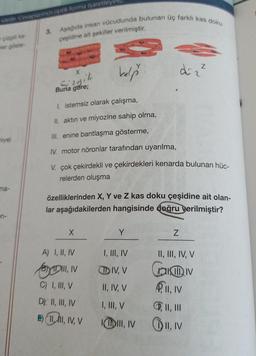 vardır Cevaplanınızı optik forma işaretleyin
çizgili ke-
ler göste-
niye)
ma-
n-
Aşağıda insan vücudunda bulunan üç farklı kas doku
çeşidine ait şekiller verilmiştir.
3.
X
Sizgili
Buna göre;
I. istemsiz olarak çalışma,
II. aktın ve miyozine sahip olma,
III. enine bantlaşma gösterme,
IV. motor nöronlar tarafından uyarılma,
V. çok çekirdekli ve çekirdekleri kenarda bulunan hüc-
relerden oluşma
X
kalp
özelliklerinden X, Y ve Z kas doku çeşidine ait olan-
lar aşağıdakilerden hangisinde doğru verilmiştir?
A) I, II, IV
ADIII, IV
C) I, III, V
D) II, III, IV
E) I, II, IV, V
d=2²
Y
Z
I, III, IV
DIV, V
II, IV, V
P11, IV
I, III, V
II, III
III, IV II, IV
II, III, IV, V
IV