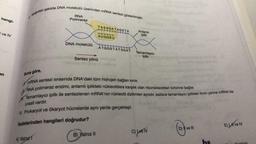 hangi-
ve IV
en
Aşağıdaki şekilde DNA molekülü üzerinden mRNA sentezi gösterilmiştir.
RNA
Polimeraz
Buna göre,
DNA molekülü
A) Yalnız 1
TASSGATAGSTA
H||||||||||
++++++
B) Yalnız II
AUGGSU
+|||||||||
Sentez yönü
ATGGSTATSGAT
Anlamlı
iplik
XmRNA sentezi sırasında DNA'daki tüm hidrojen bağları kırılır.
14
RNA polimeraz enzimi, anlamlı iplikteki nükleotitlere karşılık olan ribonukleotitleri birbirine bağlar.
Tamamlayıcı iplik ile sentezlenen mRNA'nın nükleotit dizilimleri aynıdır, sadece tamamlayıcı iplikteki timin yerine mRNA'da
urasil vardır.
N. Prokaryot ve ökaryot hücrelerde aynı yerde gerçekleşir.
ifadelerinden hangileri doğrudur?
Tamamlayıcı
iplik
C) Live TV
D) I ve III
E) Live IV