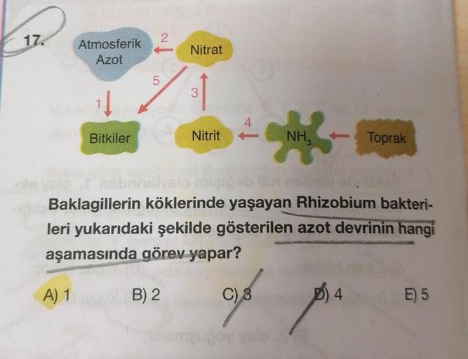 17.
Atmosferik
Azot
A) 1
Į
Bitkiler
5
2
Nitrat
B) 2
3
Nitrit
4
Baklagillerin köklerinde yaşayan Rhizobium bakteri-
leri yukarıdaki şekilde gösterilen azot devrinin hangi
aşamasında görev yapar?
NH3
C) 3
Toprak
4
E) 5