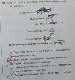 20. Aşağıdaki şekilde bir denizel ekosistemde görülen besin
zinciri verilmiştir.
Köpek balıkları
Büyük balıklar
Küçük balıklar
Omurgasız hayvanlar
Fitoplanktonlar
Buna göre aşağıdaki ifadelerden hangisi yanlıştır?
A) Omurgasız hayvanlar, enerji ihtiyacını 1. trofik düzeyde-
ki canlılardan karşılar.
BY Küçük balıklar, üçüncül tüketici basamağında yer alır.
e) Köpek balıkları dördüncül tüketicidir.
D) Omurgasız hayvanların oranının azalması fitoplankton
oranının artmasına neden olur.
E) Besin zincirinde bulunan otçul canlılar 2. trofik düzeydedir.