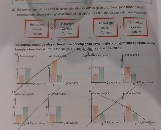 3. Bir canlının genotip ve çevresel faktörlerin etkisiyle ortaya çıkan dış görünüşüne fenotip denir.
Bezelyelerde tohum şeklini gözlemlemek için aşağıdaki I ve II numaralı çaprazlamalar yapılmıştır.
2
3-
3-
Homozigot
Baskın
Tohum
Genotip çeşidi
1
I
Bu çapr