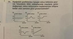 14. Aşağıdaki grafiklerden hangisi mitoz bölünme geçi-
ren hücrelerin DNA miktarlarında meydana gelen
değişmeyi, mitoz bölünmenin başlamaından bitişine
kadar olan zamana göre göstermektedir?
A)
A DNA miktan
4x-
2x
X
D)
4x
2x
B)
X
A DNA miktarı
4x
2x
X
Zaman
A DNA miktan
E)
4x-
2x-
X
Zaman
C)
A DNA miktarı
4x-
2x-
X
Zaman
DNA miktan
Zaman
Zaman