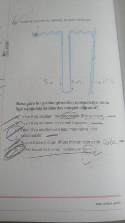 Dengi
Aşağıda insanda bir nefrona ait şekil verilmiştir.
for
n
Buna göre bu şekilde gösterilen numaralı kısımlarla
ilgili aşağıdaki ifadelerden hangisi doğrudur?
AT I'den Il'ye süzülen tüm maddelere III'te rastlanır.
8) I'den Il'ye süzülme için enerji harcanır.
den Il'ye süzülmeyen bazı maddelere III'te
rastlanabilir.
Suyun Il'deki miktarı III'teki miktarından azdır.
E teki kreatinin miktarı Il'dekinden ázdır.
farlo.
Diğer sayfaya geçiniz.