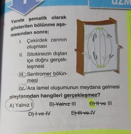 Yanda şematik olarak
gösterilen bölünme aşa-
masından sonra;
1. Çekirdek zarının
oluşması
II. Sitokinezin dıştan
içe doğru gerçek-
leşmesi
III. Sentromer bölün-
mesi
IV Ara lamel oluşumunun meydana gelmesi
olaylarından hangileri gerçekleşmez?
A) Yalnız I
B) Yalnız III
D) I ve IV
C) I ve III
EXHII ve IV