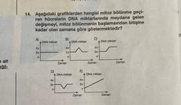 a ait
eğil-
14. Aşağıdaki grafiklerden hangisi mitoz bölünme geçi-
ren hücrelerin DNA miktarlarında meydana gelen
değişmeyi, mitoz bölünmenin başlamaından bitişine
kadar olan zamana göre göstermektedir?
A)
ADNA miktan
4x1
2x
%
D)
2x
B)
X1
4%
2x
Zaman
X1
DNA miktan
A DNA miktan
V
E)
4x1
2x
%
Zaman
C)
ADNA miktan
4%
2x
X1
Zaman
A DNA miktan
Zaman
Zaman