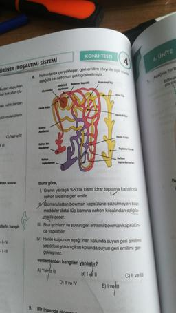 ÜRİNER (BOŞALTIM) SİSTEMİ
kudan oluşurken
itel dokudan olu-
rak nefrit denilen
Dazı moleküllerin
e III
C) Yalnız III
ktan sonra,
ilerin hangi-
-I-V
8.
4
Nefronlarda gerçekleşen geri emilim olayı ile ilgili olarak
aşağıda bir nefronun şekli gösterilmiştir.
Glomerulus
Henle Kulpu
Getirici
Atardamar
Nefron Ana
Atardamarı
Nefron
toplardamarı
Götürücü
Atardamar
KONU TESTİ
Bowman Kapsülü
Proksimal Tüp
Distal Tüp
D) II ve IV
Henle Kulpu
9. Bir insanda glomerul
16
Henle Kulpu
Toplama Kanali
Buna göre,
1. Ürenin yaklaşık %50'lik kısmı idrar toplama kanalında
nefron kılcalina geri emilir.
Nefron
toplardamarlanı
Glomerulustan bowman kapsülüne süzülmeyen bazı
maddeler distal tüp kısmına nefron kılcalından salgıla-
ma ile geçer.
III. Bazı iyonların ve suyun geri emilimi bowman kapsülün-
de yapılabilir.
IV. Henle kulpunun aşağı inen kolunda suyun geri emilimi
yapılırken yukarı çıkan kolunda suyun geri emilimi ger-
çekleşmez.
verilenlerden hangileri yanlıştır?
A) Yalniz III
B) I ve II
E) I vell
C) II ve III
6. ÜNİTE
1. Aşağıda bir b
Böbrek
atarda
BL
1