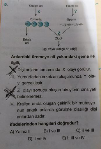 Kraliçe an
Erkek ari
Sperm
Yumurta
nnnn
Zigot
Erkek
ari
İşçi veya kraliçe ari (dişi)
Arılardaki üremeye ait yukarıdaki şema ile
ilgili,
Dişi arıların tamamında X olayı görülür.
ZIL. Yumurtadan erkek arı oluşumunda Y ola-
yı gerçekleşir.
Z olayı sonucu oluş