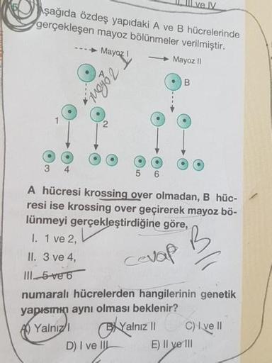 1. Il ve IV
\şağıda özdeş yapıdaki A ve B hücrelerinde
gerçekleşen mayoz bölünmeler verilmiştir.
- Mayoz
Mayoz II
Zohowo
5
6
A hücresi krossing over olmadan, B hüc-
resi ise krossing over geçirerek mayoz bö-
lünmeyi gerçekleştirdiğine göre,
I. 1 ve 2,
II.