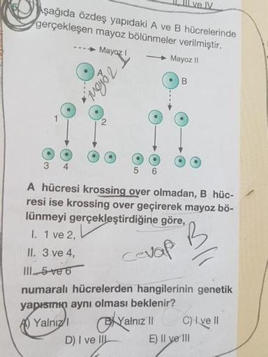 1. Il ve IV
\şağıda özdeş yapıdaki A ve B hücrelerinde
gerçekleşen mayoz bölünmeler verilmiştir.
- Mayoz
Mayoz II
Zohowo
5
6
A hücresi krossing over olmadan, B hüc-
resi ise krossing over geçirerek mayoz bö-
lünmeyi gerçekleştirdiğine göre,
I. 1 ve 2,
II. 