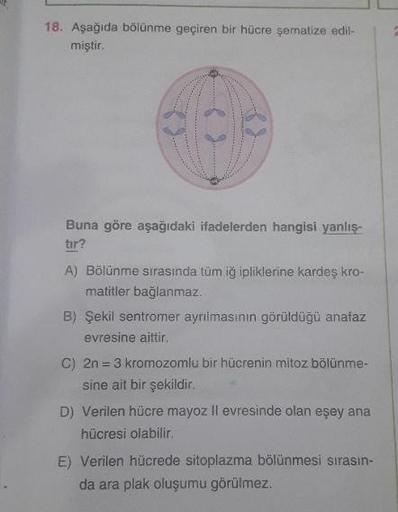 18. Aşağıda bölünme geçiren bir hücre şematize edil
miştir.
Buna göre aşağıdaki ifadelerden hangisi yanlış.
tir?
A) Bölünme sırasında tüm iş ipliklerine kardes kro-
matitler bağlanmaz
B) Şekil sentromer ayrılmasının görüldüğü anafaz
evresine aittir.
C) 2n