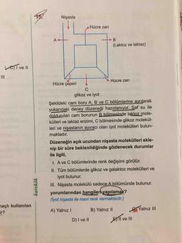 Nişasta
Hücre zari
- В
(Laktoz ve laktaz)
LETvell
Hücre zari
Hücre çeperi
C
glikoz ve iyot
Şekildeki cam boru A, B ve C bölümlerine ayrılarak
yukarıdaki deney düzeneği hazırlanıyor. Saf su ile
doldurulan cam borunun B bölmesinde laktoz mole-
külleri ve laktaz enzimi, C bölmesinde glikoz molekül-
leri ve nişastanın ayıracı olan iyot molekülleri bulun-
maktadır.
Düzeneğin açık ucundan nişasta molekülleri ekle-
nip bir süre beklenildiğinde gözlenecek durumlar
ile ilgili,
1. A ve C bölümlerinde renk değişimi görülür.
II. Tüm bölümlerde glikoz ve galaktoz molekülleri ve
iyot bulunur.
III. Nişasta molekülü sadece A bölümünde bulunur.
yorumlarından hangiler yapılamaz?
(lyot nişasta ile mavi renk vermektedir.)
karekök
açlı kullanılan
Yalnız III
A) Yalnız! B) Yalnız II
D) I ve II Bll ve III
