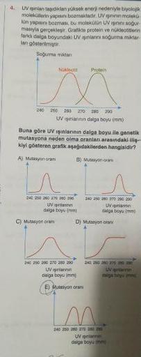 4.
UVigilan ang ilan yüksek enerji nedeniyle biyolojik
moleküllerin yapısı bozmaktadir. UViginnin moloko-
lün yapısını bozması, bu molekülün UV iginini sogur
masıyla gerçekleşir. Grafikle protein ve nükleotitlerin
farklı dalga boyundaki UV işinlarni sogutm