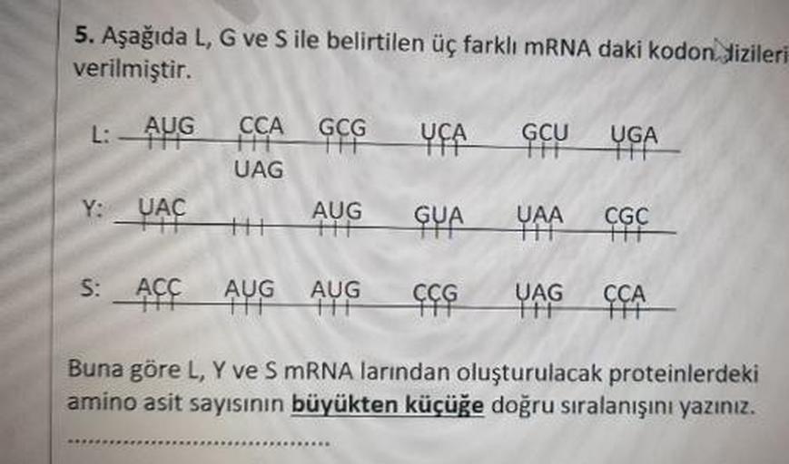 5. Aşağıda L, G ve S ile belirtilen üç farklı mRNA daki kodon dizileri
verilmiştir.
L: -ANG CCA GcYFA GFU YGA
UAG
Y: YACH AUG GYA YAA¢¢¢
S: Açç AYG AVG ¢¢G YAG¢ÇA_
Buna göre L, Y ve SmRNA larından oluşturulacak proteinlerdeki
amino asit sayısının büyükten 