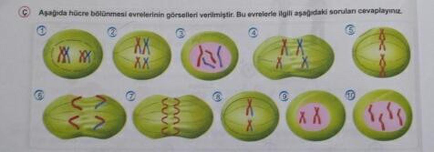 Aşagida hücre bölünmesi evrelerinin görselleri verilmiştir. Bu evrelerle ilgili aşagıdaki sorulan cevaplayınz.
XX
XX
<>
