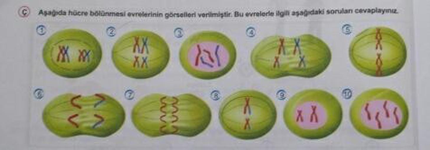 Aşagida hücre bölünmesi evrelerinin görselleri verilmiştir. Bu evrelerle ilgili aşagıdaki sorulan cevaplayınz.
XX
XX
<>
