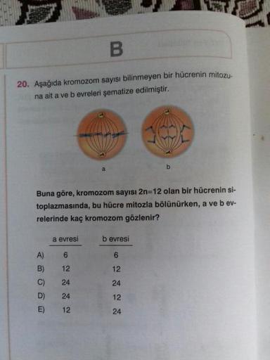 20. Aşağıda kromozom sayısı bilinmeyen bir hücrenin mitozu
na ait a ve b evreleri şematize edilmiştir.
Buna göre, kromozom sayısı 2n=12 olan bir hücrenin si-
toplazmasında, bu hücre mitozla bölünürken, a ve bev-
relerinde kaç kromozom gözlenir?
bevresi
A)