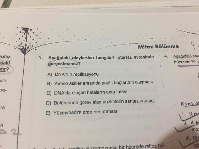 Mitoz Bölünme
ofaz
1.
Aşağıdaki olaylardan hangileri interfaz evresinde '4. Aşağıdaki şek
gerçekleşmez?
hücrenin iki ta
daki
for?
TO-
A) DNA'nın replikasyonu
B) Amino asitler arasında peptit bağlarının oluşması
C) DNA'da oluşan hatalann onarılması
D) Bölün