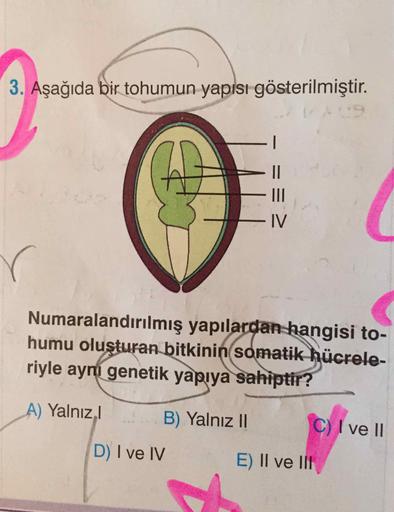3. Aşağıda bir tohumun yapısı gösterilmiştir.
=
=
=
Numaralandırılmış yapılardan hangisi to-
humu oluşturan bitkinin somatik hücrele-
riyle aynı genetik yapıya sahiptir?
A) Yalnız, B) Yalnız || C) I ve II
D) I ve IV
E) II ve III