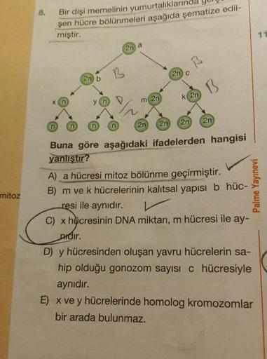 Bir dişi memelinin yumurtalıklarında yer
şen hücre bölünmeleri aşağıda şematize edil-
miştir.
@mí B
Palme Yayınevi
mitoz
Buna göre aşağıdaki ifadelerden hangisi
yanlıştır?
A) a hücresi mitoz bölünme geçirmiştir.
B) m ve k hücrelerinin kalıtsal yapısı b hüc