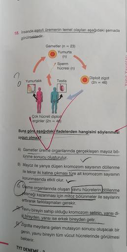 18. İnsanda eşeyli ürer
görülmektedir.
da eseyli üremenin temel olayları aşağıdaki şemada
Gametler (n = 23)
Yumurta
(n)
Sperm
hücresi (n)
Yanit Yayınları
umurtalık
T
Testis
Testis
Diploit zigot
(2n = 46)
Çok hücreli diploit
erginler (2n = 46)
Buna göre aşa