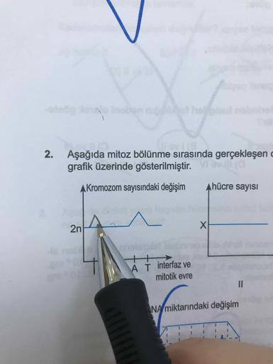 Aşağıda mitoz bölünme sırasında gerçekleşen
grafik üzerinde gösterilmiştir.
Akromozom sayısındaki değişim
Ahücre sayısı
2n A
A
T
interfaz ve
mitotik evre
NA miktarındaki değişim
