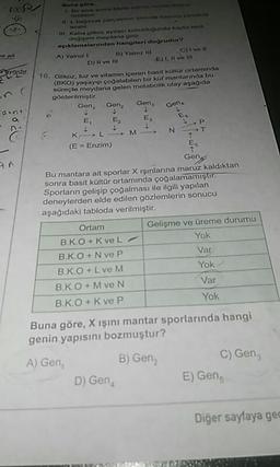 Buna gore,
IBir sore sonra kapta shroz molekuterine
rastianir
L bagrsak parçasinın ozmotik basiCI zamania
azalır
HI. Kaba glikoz ayıraci konuldugunda kapta renk
degigimi moydana gelir
açıklamalarından hagileri dogrudur?
C)I ve II
E)1, Il vo II
se ait
A) Yalnız I
B) Yalnız IiI
D) II ve III
16. Glikoz, tuz ve vitamin içeren basit koltor ortaminda
(BKO) yaşayıp çoğalabilen bir kof mantarında bu
süreçte meydana gelen metabolik olay agağıda
gösterilmiştir.
Gen,
Gen,
Gen,
Gen
E,
E,
E,
K L- M >
(E = Enzim)
E.
Gen
Bu mantara ait sporlar X ışınlarına maruz kaldıktan
sonra basit kültür ortamında çoğalamamıştır.
Sporların gelişip çoğalması ile ilgili yapılan
deneylerden elde edilen gözlemlerin sonucu
aşağıdaki tabloda verilmiştir.
Ortam
Gelişme ve üreme durumu
B.K.O + K veL/
Yok
B.K.O + N ve P
Var
B.K.O +L ve M
Yok
B.K.O + M ve N
Var
B.K.O+ K ve P
Yok
Buna göre, X ışını mantar sporlarında hangi
genin yapısını bozmuştur?
A) Gen,
B) Gen,
C) Gen,
D) Gen,
E) Geng
Diğer sayfaya gec