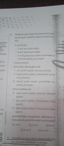 9. Kedilerde post rengi X kromozomunun home
log olmayan kısmında taşınan iki genle bella
lenir.
amadan
ngördü-
için,
irbiriyle
Iması,
olması
ereldi-
Bu genlerden
- Ageni san post rengini,
- Bgeni siyah post rengini
- A ve B genleri ise birlikte bulunmalan