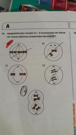 16. Aşağıdakilerden hangisi 2n = 8 kromozomlu bir hücre-
nin mayoz bölünme evrelerinden biri olabilir?
BAŞARI TEKNİK YAYINLARI