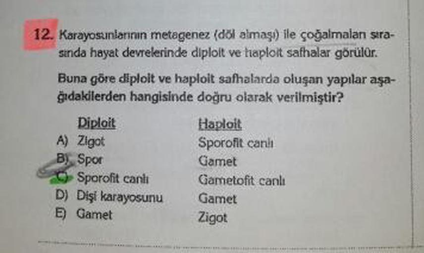 12. Karayosunlarının metagenez (dõi almaşı) ile çoğalmalan sıra-
sında hayat devrelerinde diplolt ve haploit safhalar görülür.
Buna göre diploit ve haploit safhalarda oluşan yapılar aşa-
ğıdakilerden hangisinde doğru olarak verilmiştir?
Diploit
A) Zigot
B