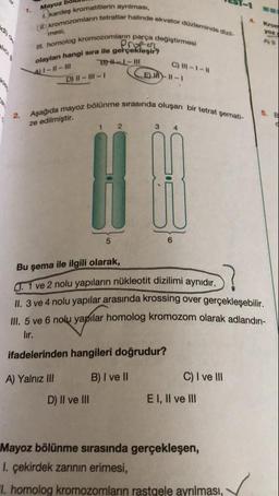 TES-
es kromatitlerin ayrılması,
nların tetratlar halinde ekvator do
ekvator dozlerinde diz
Mayoz boiul
1. kardeş kromatitler
(Ikromozomlar tet
mesi,
omlann parça değiştirmesi
m. homolog kromozomlann par
Proso
an hangi sıra ile gerçekleşir
olaylar hangi sıra ile
A
- | - III Bith I-III
D) II-III-
- 1 - 1
C)
1)-11-1
(
sırasında oluşan bir tetrat Şemati-
2.
Aşağıda mayoz bölünme sırasında
ze edilmiştir.
3
A
Bu şema ile ilgili olarak,
1.1 ve 2 nolu yapıların nükleotit dizilimi aynidir
A nolu yapılar arasında krossing over gerçekleşebilir.
III. 5 ve 6 nolu yapilar homolog kromozom olarak adlandır
ifadelerinden hangileri doğrudur?
C) I ve III
A) Yalnız III B) I ve II
D) II ve III
EI, II ve III
Mayoz bölünme sırasında gerçekleşen,
1. çekirdek zarının erimesi,
"I homolog kromozomların rastgele ayrılması,