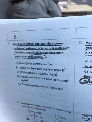 17. Uzun süre işaretli azot atomları içeren
proteinle beslenen bir bireyde isaretli azot
atomlarına asağıdakilerden hangisinin
yapısında rastlanamaz?
i 19. Aşa
ger
olas
A) Karaciğerde sentezlenen üre
B) Kanin pıhtılaşmasını sağlayan fibrinojen
C) Sut bezle