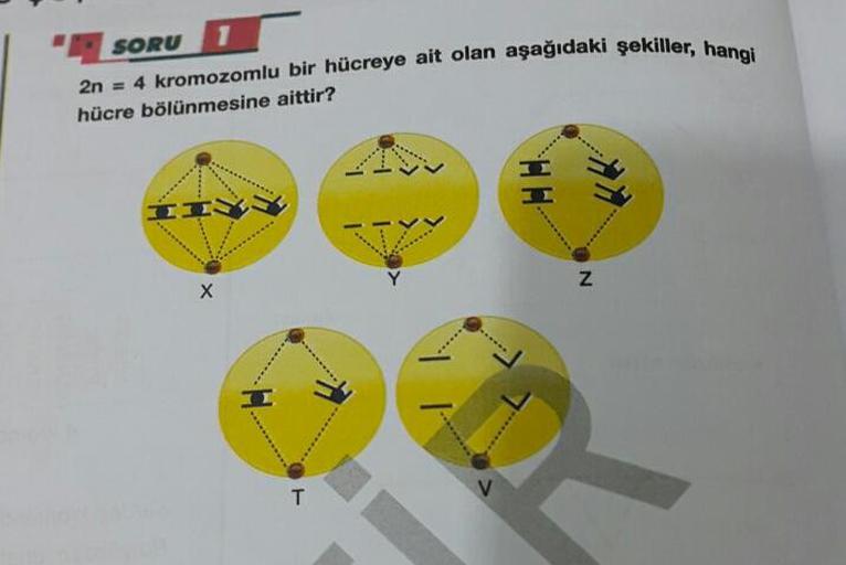adaki şekiller, hangi
SORU
2n = 4 kromozomlu bir hücreye ait olan aşağıdaki şekiller, he
hücre bölünmesine aittir?