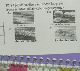 22.) Aşağıda verilen canlılardan hangisinin
üremesi mitoz bölünmeyle gerçekleşmez?
6)
Bira Mayası
Ainip
G)
deniz yıldızı
bukalemun