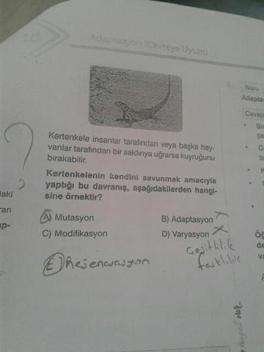 Adaptasyon (Cevreye Uyum
Soru
Adapta
Cevap
•
Bir
Kertenkele insanlar tarafından veya başka hay-
vanlar tarafından bir saldırıya uğrarsa kuyruğunu
bırakabilir.
Kertenkelenin kendini savunmak amacıyla
yaptığı bu davranış, aşağıdakilerden hangi-
sine örnektir