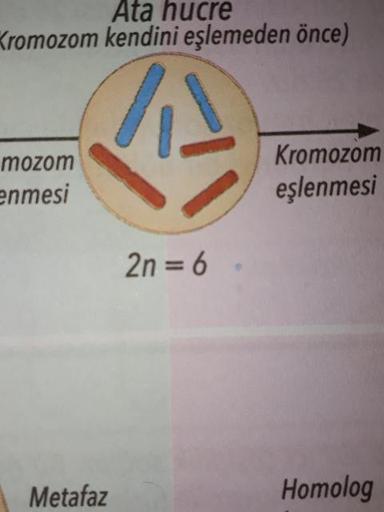 Ata hucre
Kromozom kendini eşlemeden önce)
mozom
enmesi
Kromozom
eşlenmesi
2n = 6
Metafaz
Homolog