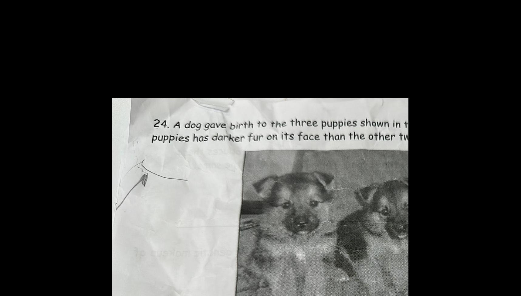 24 A dog gave birth to the three puppies shown in t puppies has darker fur on its face than the other tw